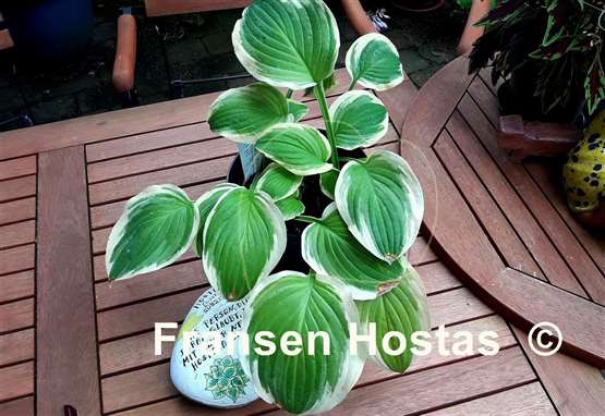 Hosta Count Your Blessings